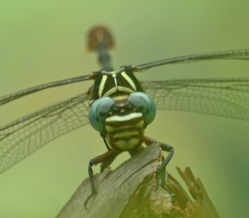 Male
7 July 2007  Early
